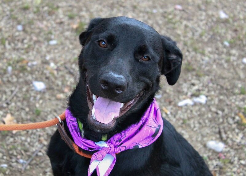 Black dog with bandanna